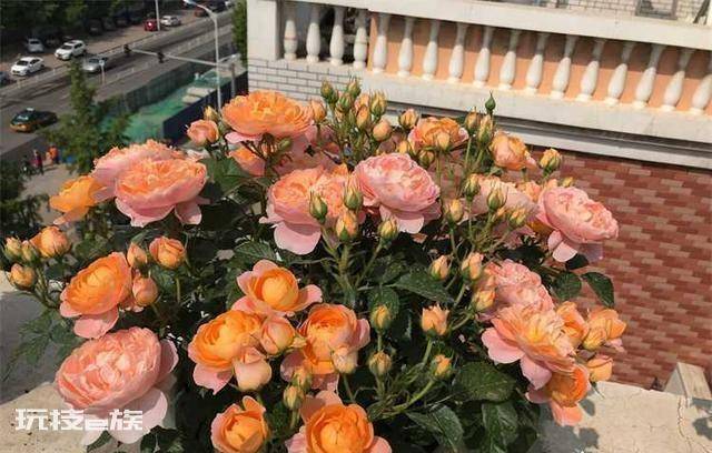 果汁阳台小苗怎么爆盆(果汁阳台轻松养到满盆花球的技巧)-图片5